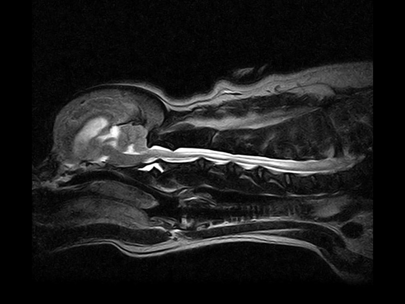 Magnifico Vet - Cervical FSET2