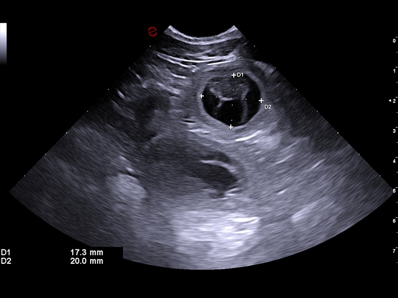 MyLab™FOX - Dog - pregnancy