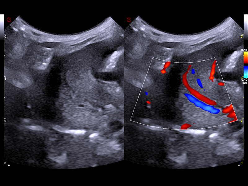 MyLab™FOX - Dog - parenchymatous organ vascularization