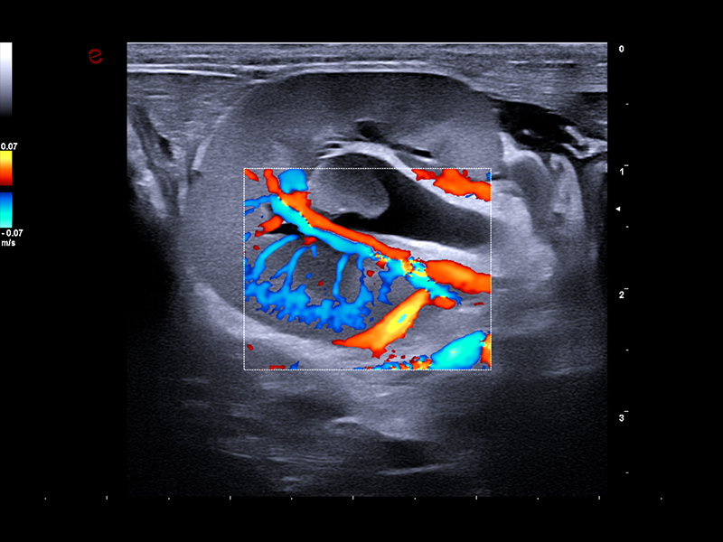 MyLab™FOX - Dog - kidney vascularization