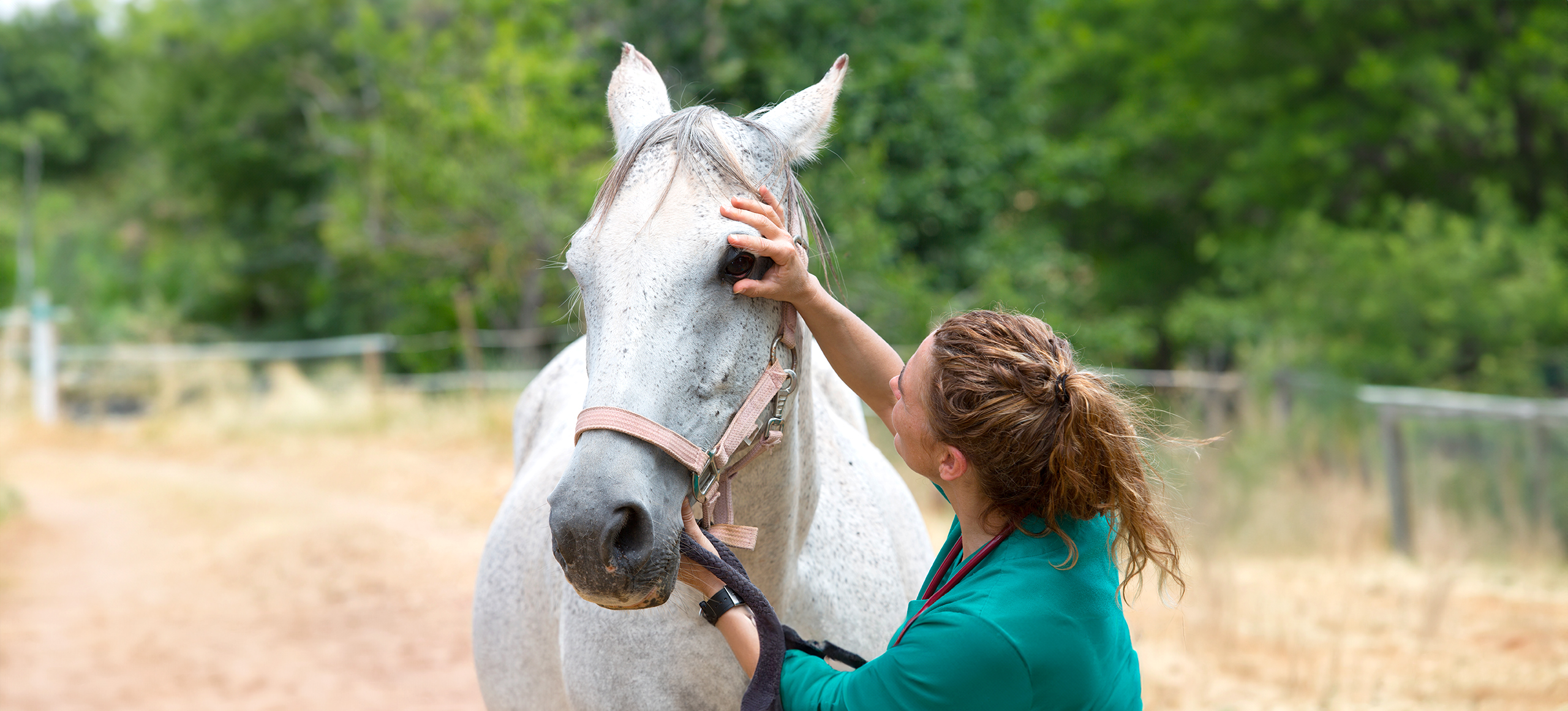 Equine neuroimaging MRI for diagnosis and treatment - Esaote