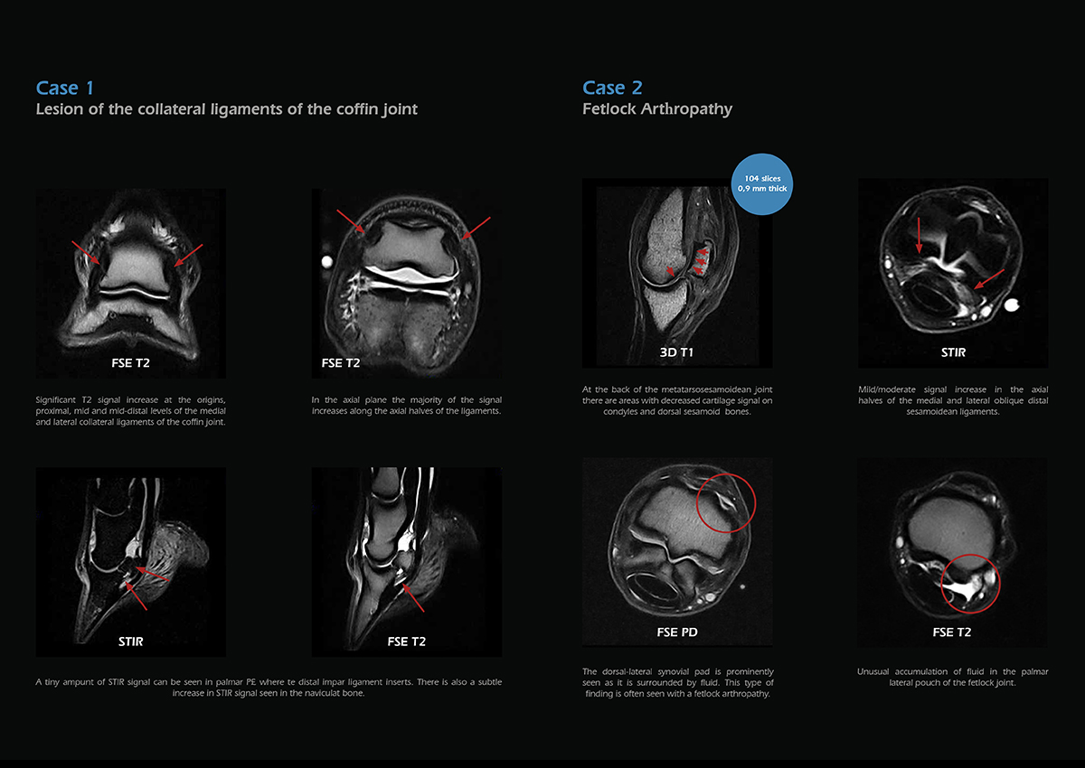 Equine orthopedic MRI: more accurate diagnosis - Esaote