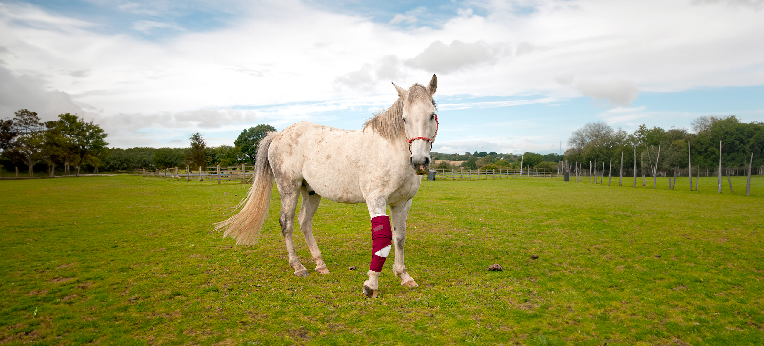 Orthopedic MRI in equine