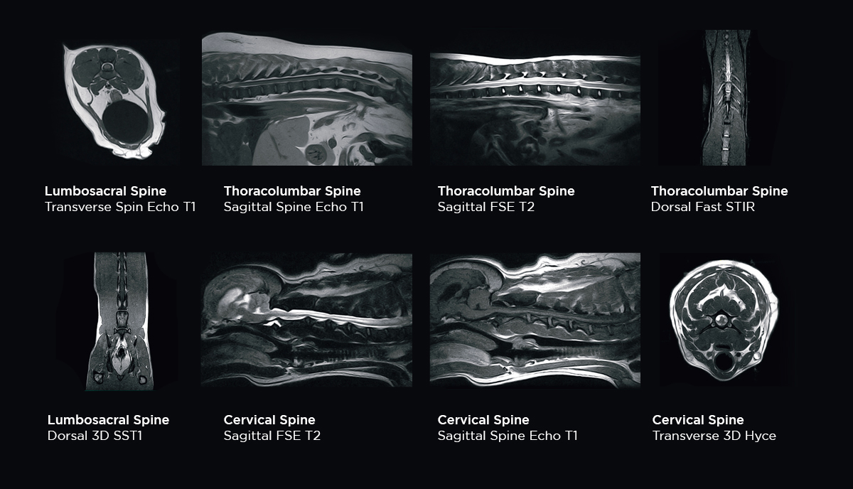 Examination of the spine in small animals