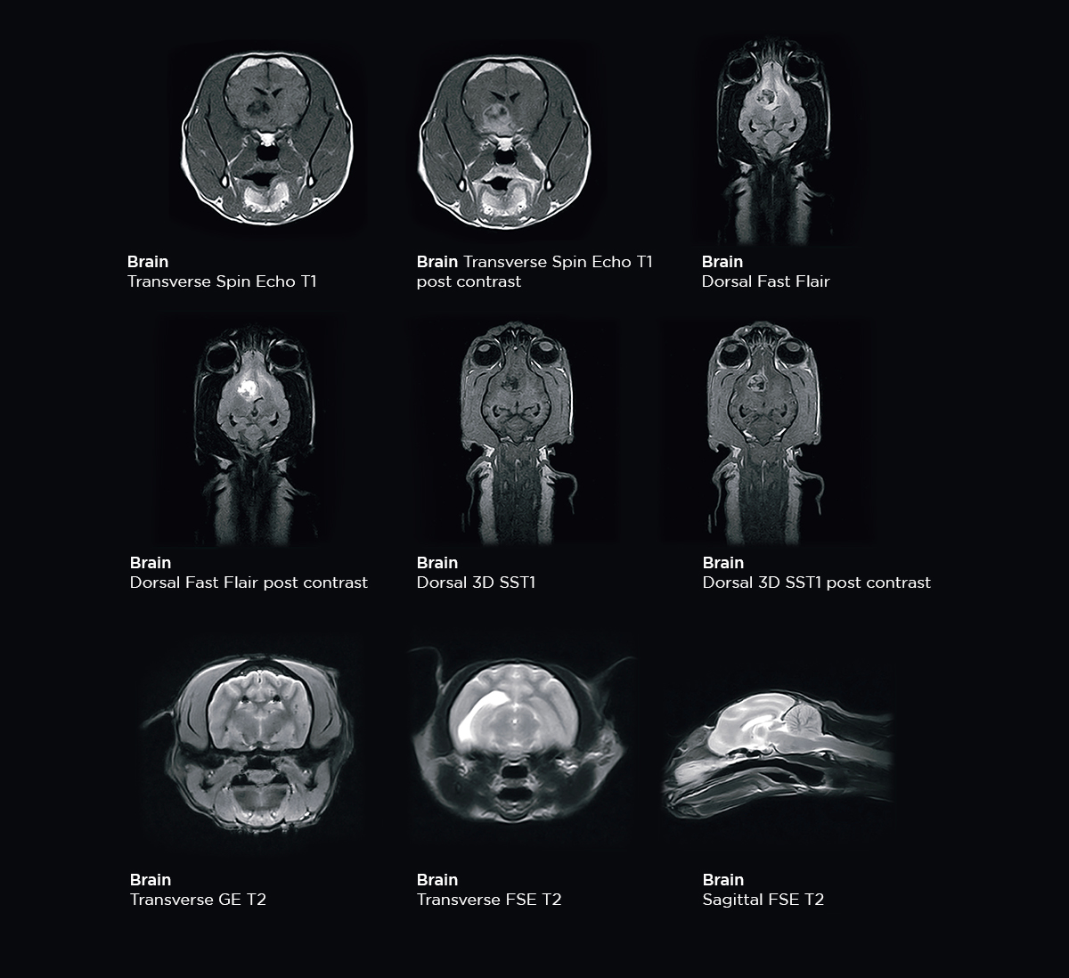 Small animals neuroimaging MRI: diagnosis, prognosis, treatment - Esaote