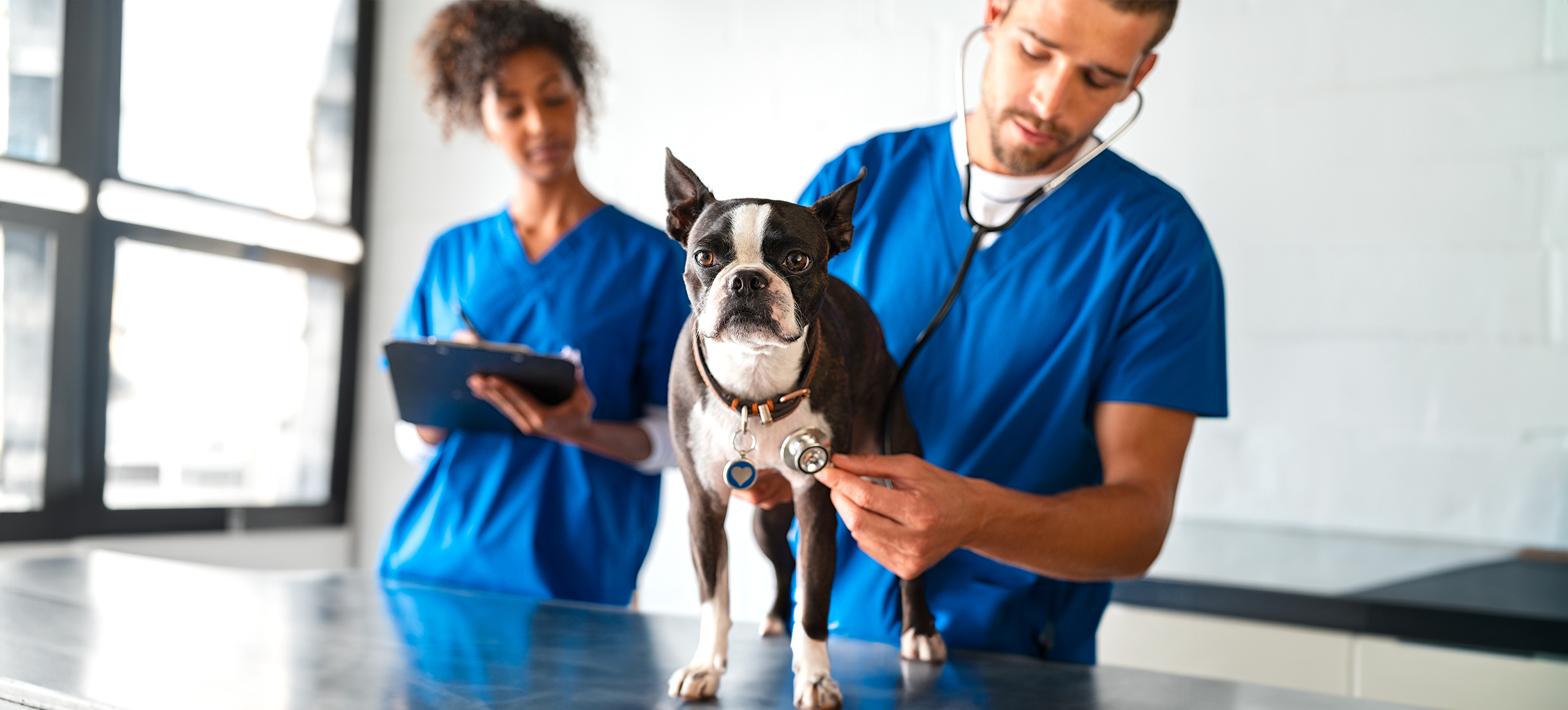 Ultrasound veterinary clinical solution for cardiology