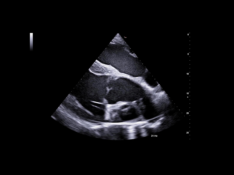 Equine clinical image - long axis view