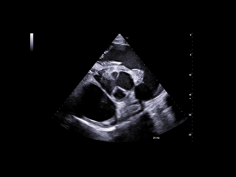 Equine clinical image - short axis view