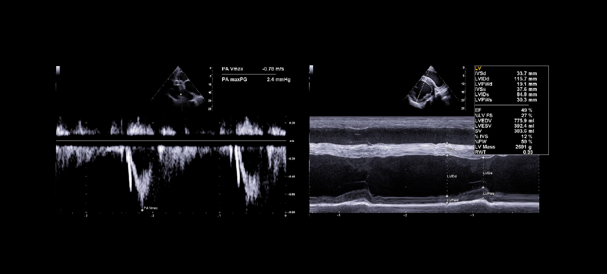 Equine cardiology examinations