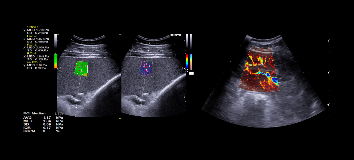 Equine general imaging examination