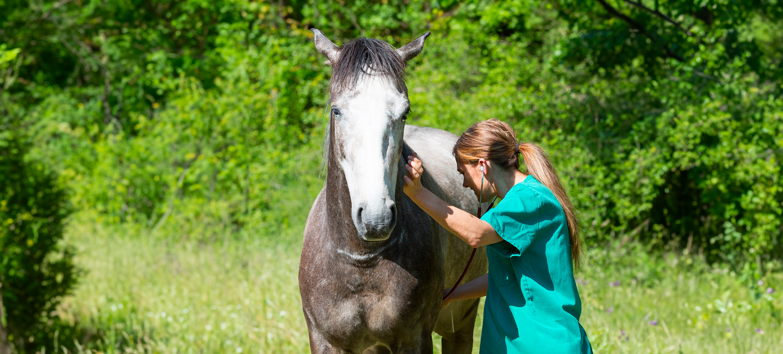 Ultrasound veterinary clinical solution for equine