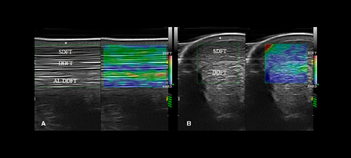 Equine musculoskeletal imaging