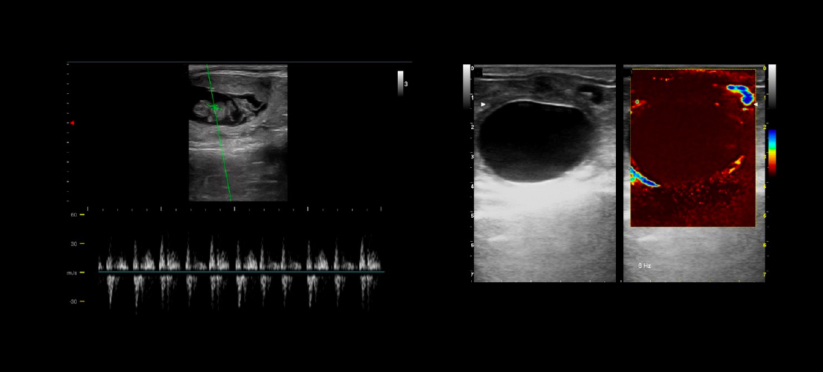 Equine reproduction examinations