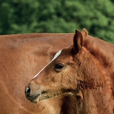 Fertility in Mares