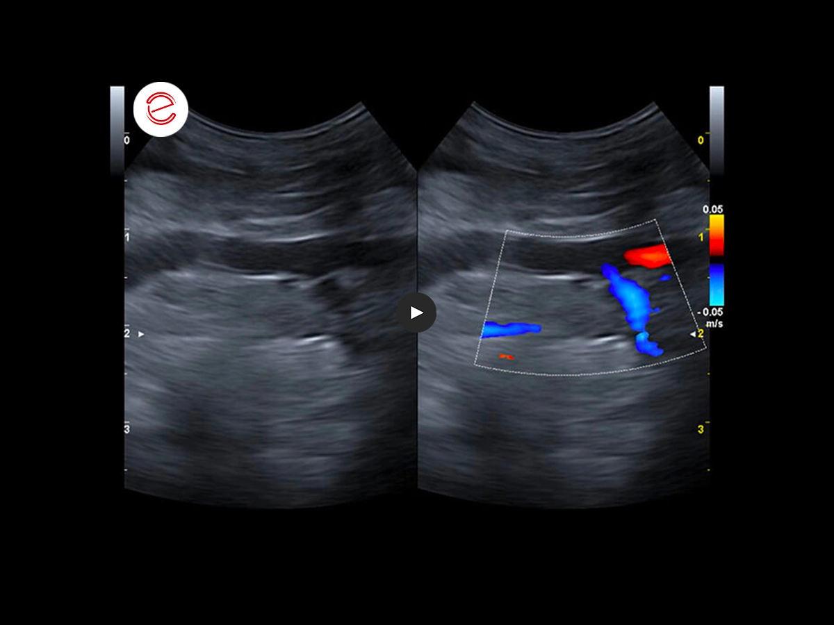 Canine ultrasonography 8