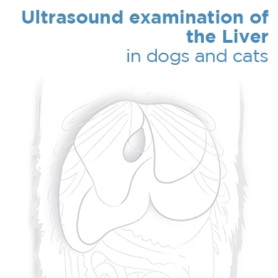 Ultrasound examination of the liver in dogs and cats