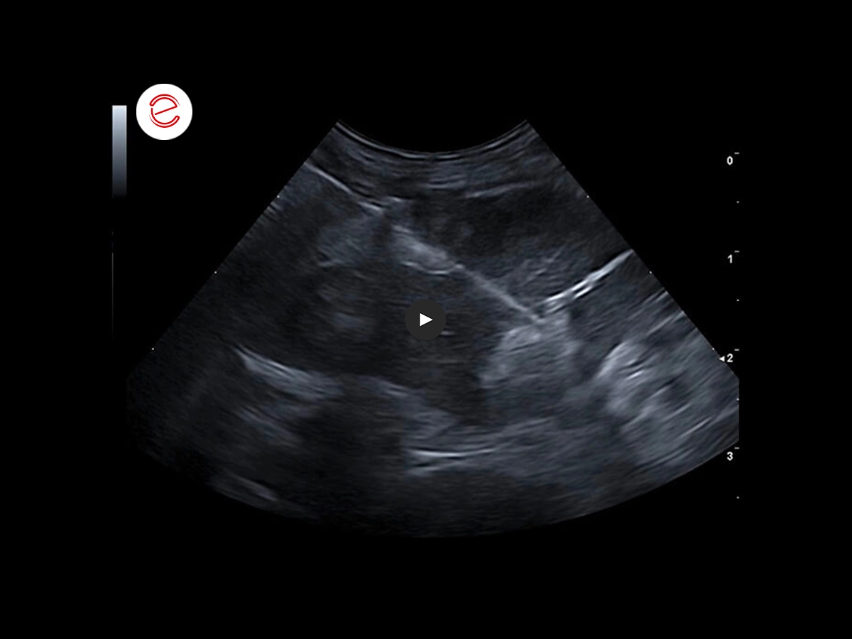 Canine ultrasonography 6