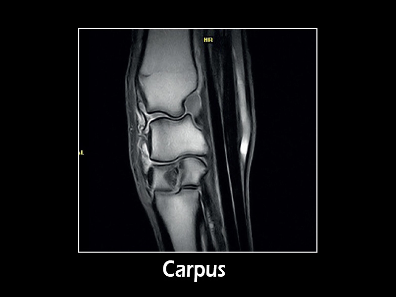 G-scan equine - Carpus 01	