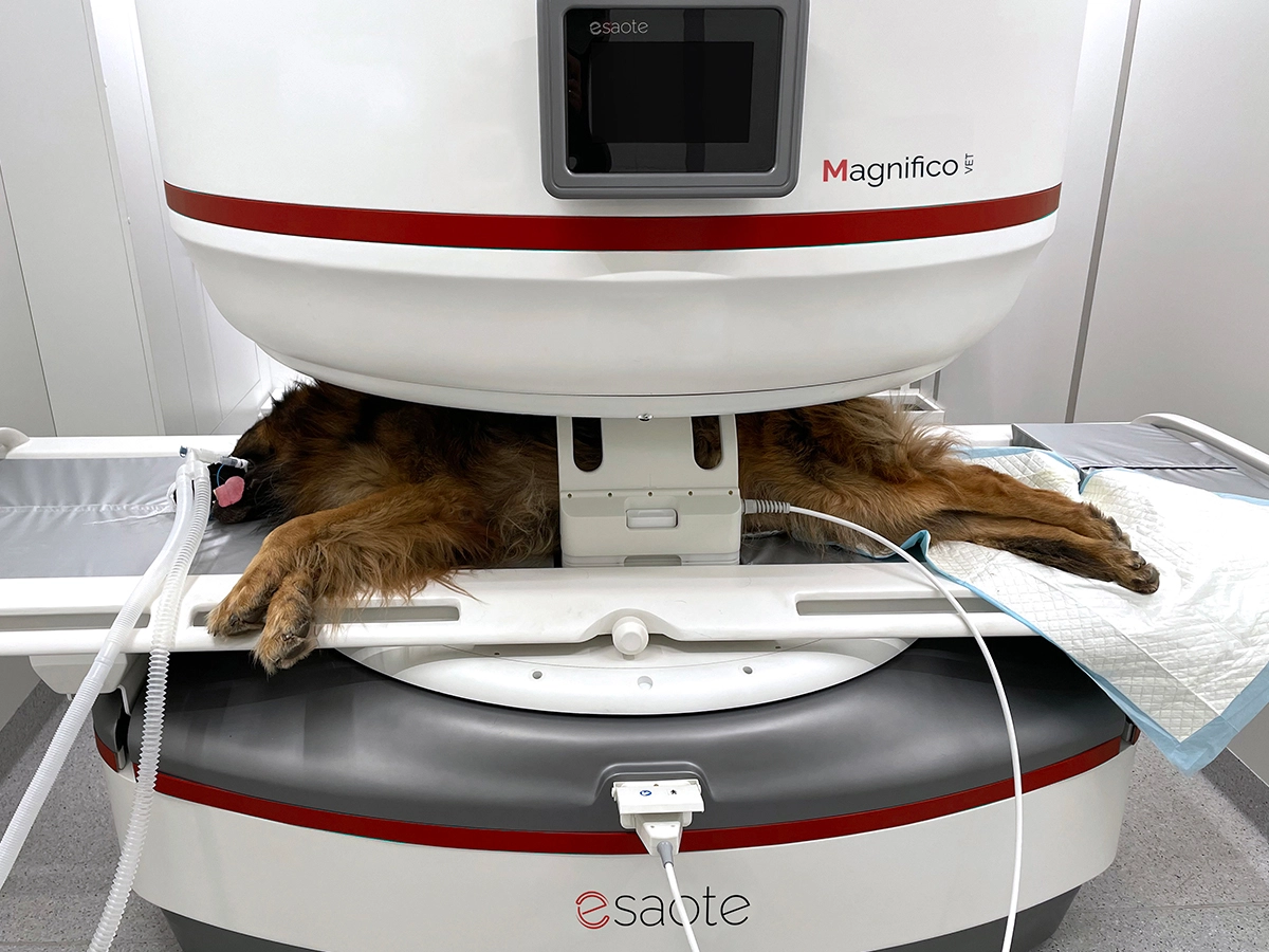 Magnifico Vet MRI system easy and fast positioning