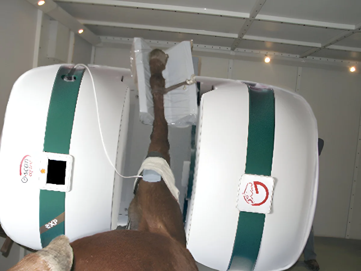 Equine orthopedy workflow