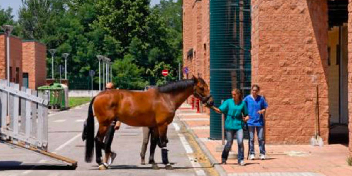 Equine Medicine Unit, Università degli studi di Milano, Ospedale Universitario Veterinario di Lodi