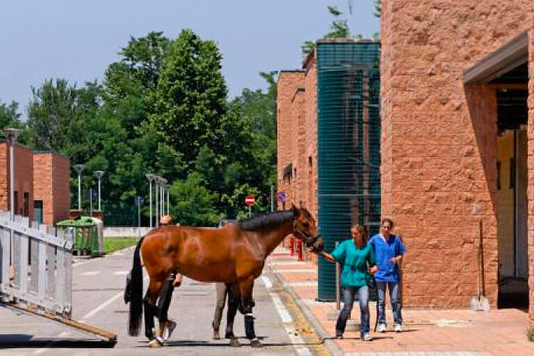 Equine Medicine Unit, Università degli studi di Milano, Ospedale Universitario Veterinario di Lodi