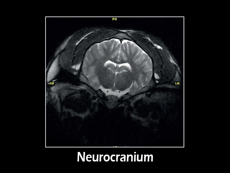 G-scan Equine MRI system: new standard in equine diagnostics - Esaote