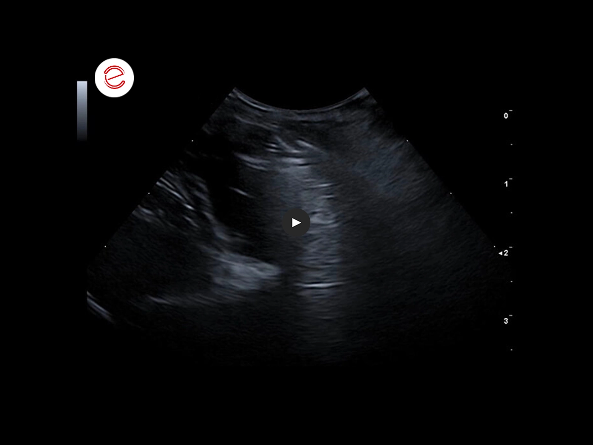 Canine ultrasonography 9