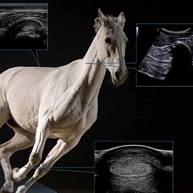 Equine Ultrasound Solutions