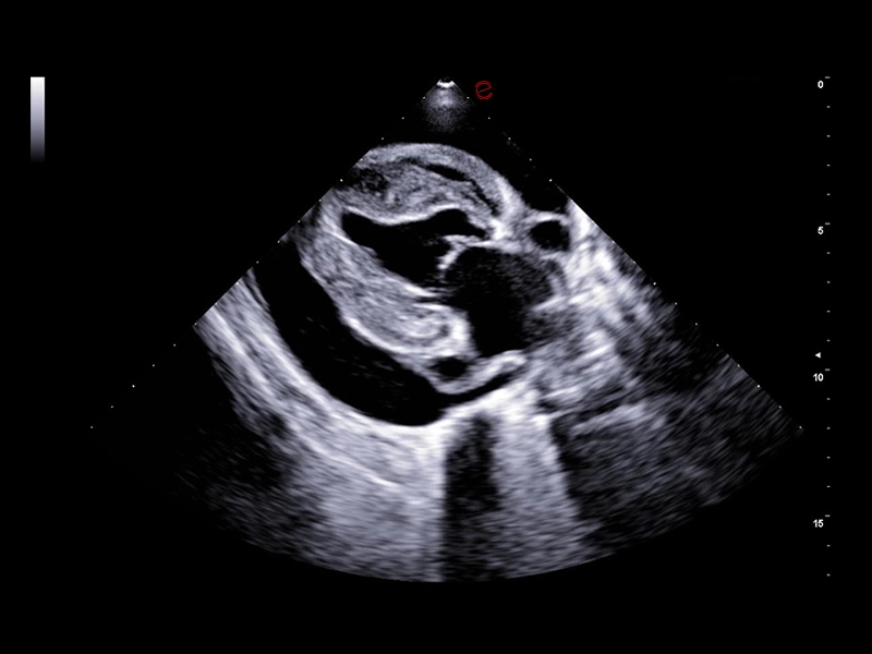 MyLab™FOX - Dog - cardiac tamponade