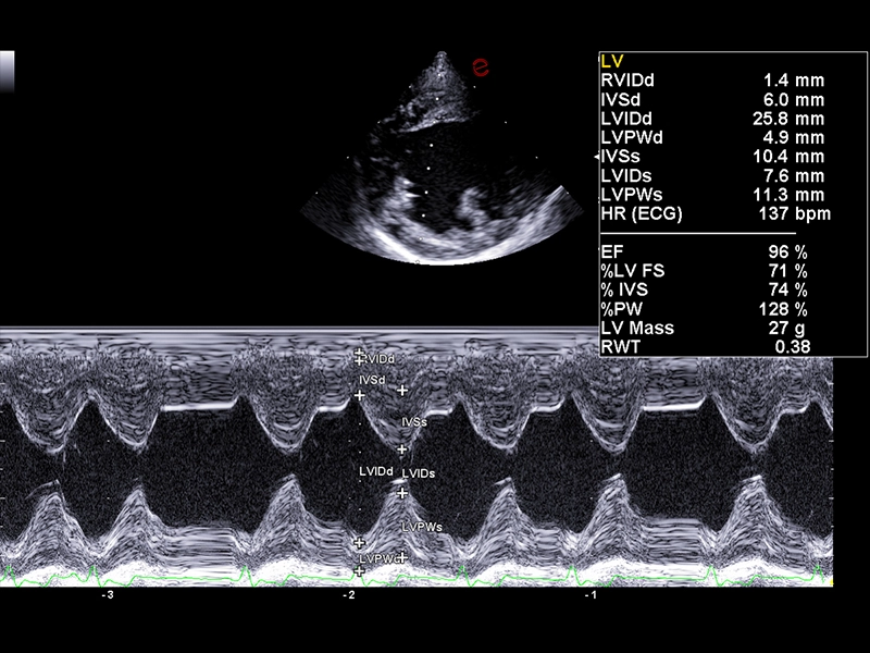 MyLab™FOX - Dog - left ventricle dimension, short axis view, papillary muscles level