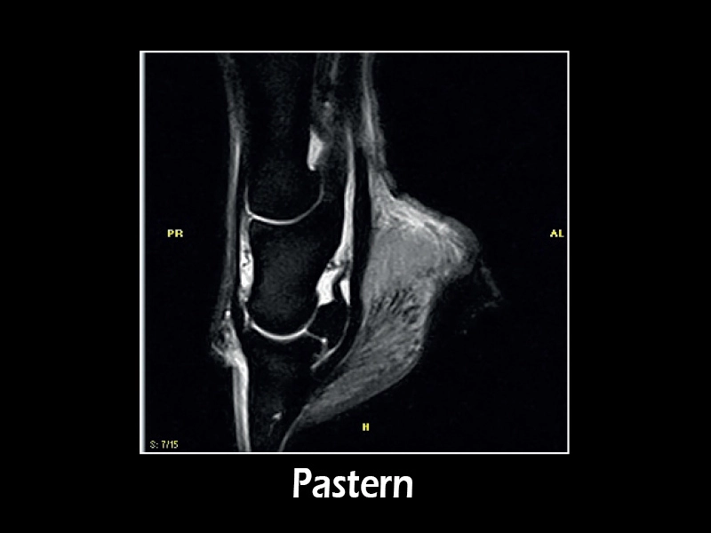 G-scan equine - Pastern 01